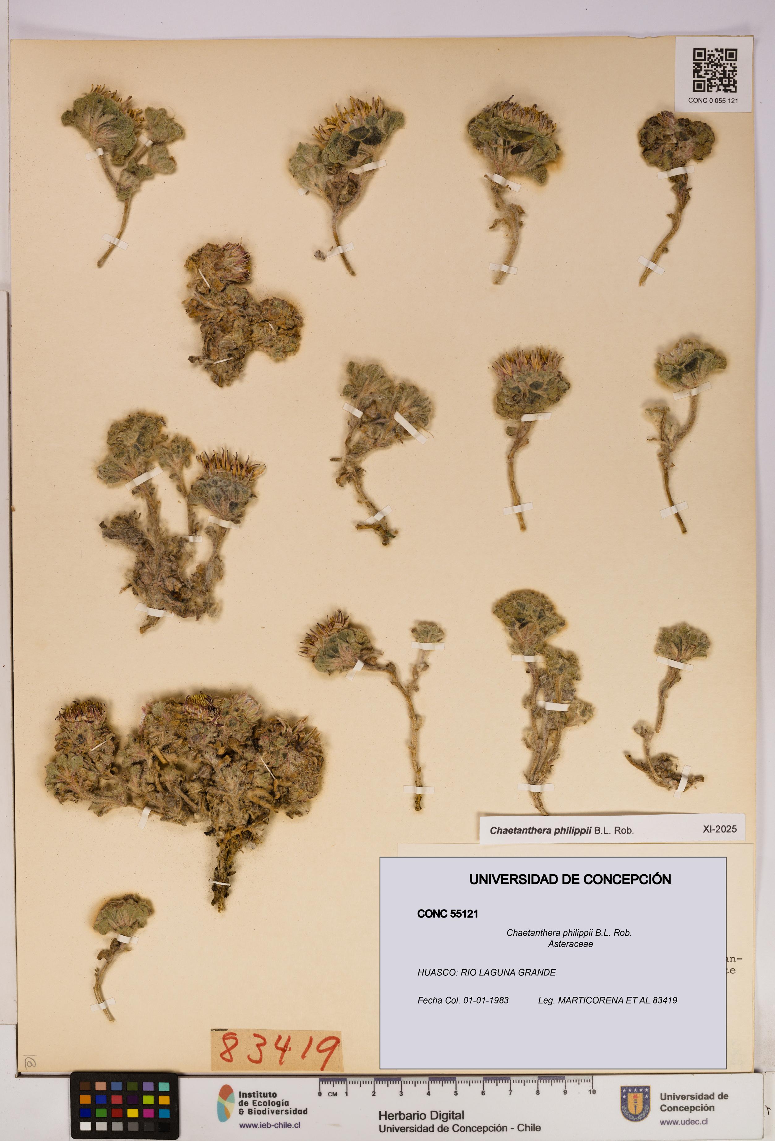 Chaetanthera philippii [Espécimen: UDEC:CONC:0055121]