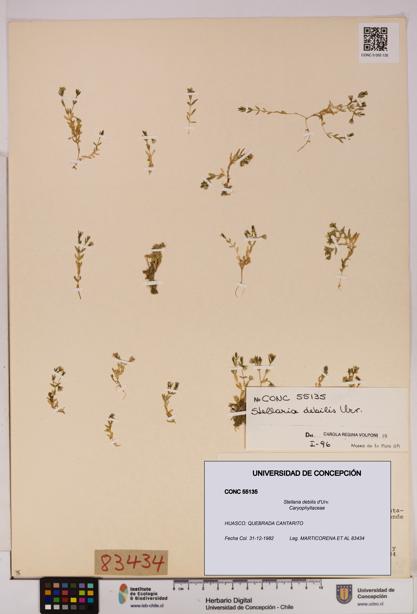 Stellaria debilis [Espécimen: UDEC:CONC:0055135]
