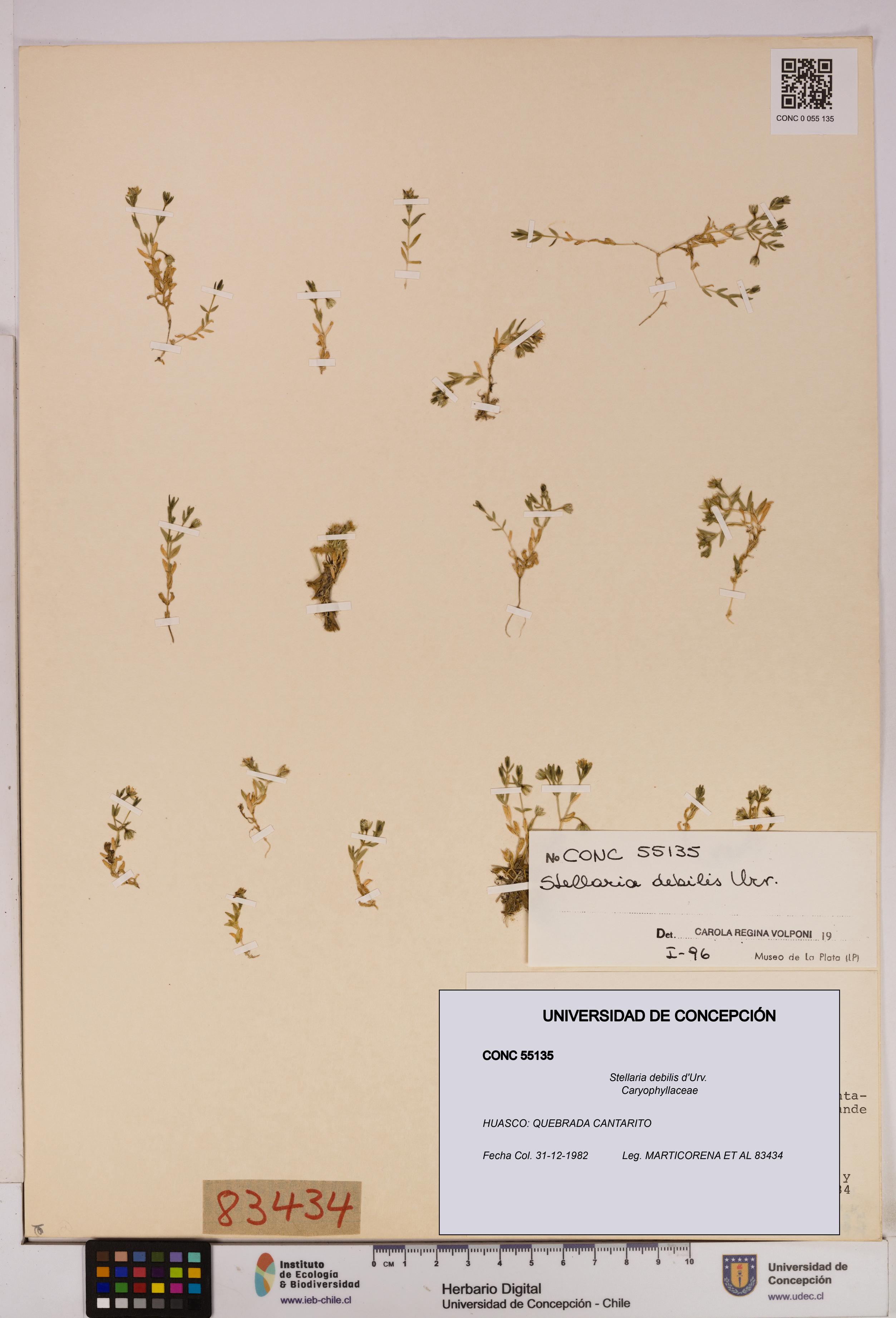 Stellaria debilis [Espécimen: UDEC:CONC:0055135]