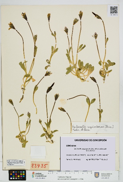 Gentianella coquimbensis [Espécimen: UDEC:CONC:0055136]