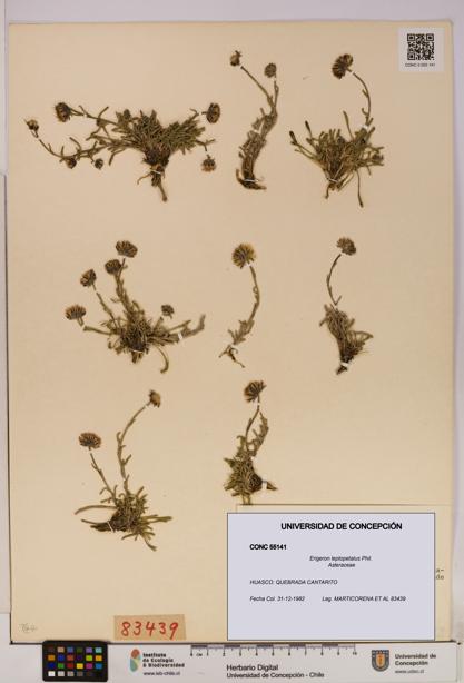 Erigeron leptopetalus [Espécimen: UDEC:CONC:0055141]