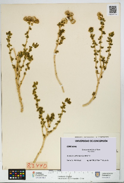 Senecio oreophyton [Espécimen: UDEC:CONC:0055142]