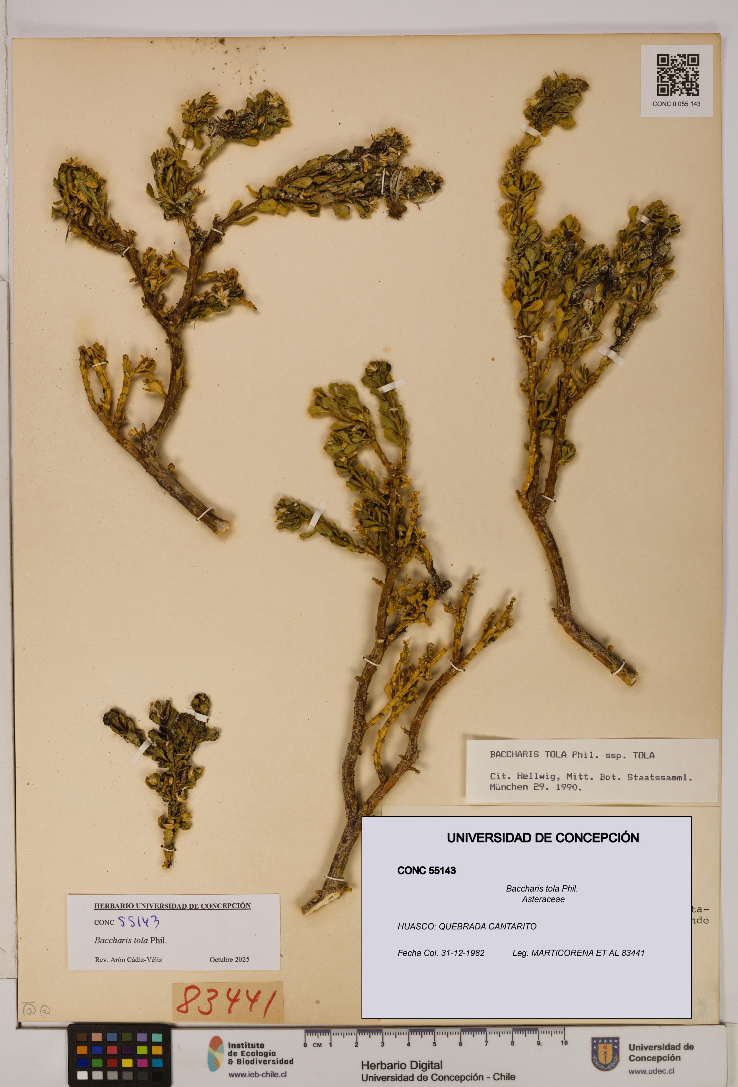 Baccharis tola [Espécimen: UDEC:CONC:0055143]