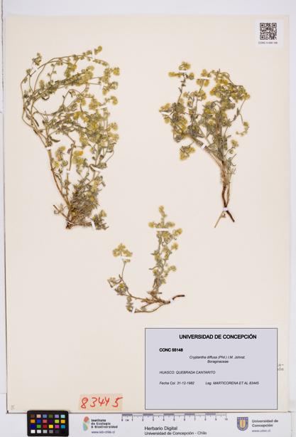 Cryptantha diffusa [Espécimen: ]