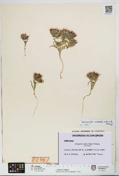 Doniophyton weddellii [Espécimen: UDEC:CONC:0055164]