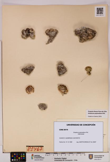 Oriastrum polymallum [Espécimen: UDEC:CONC:0055170]
