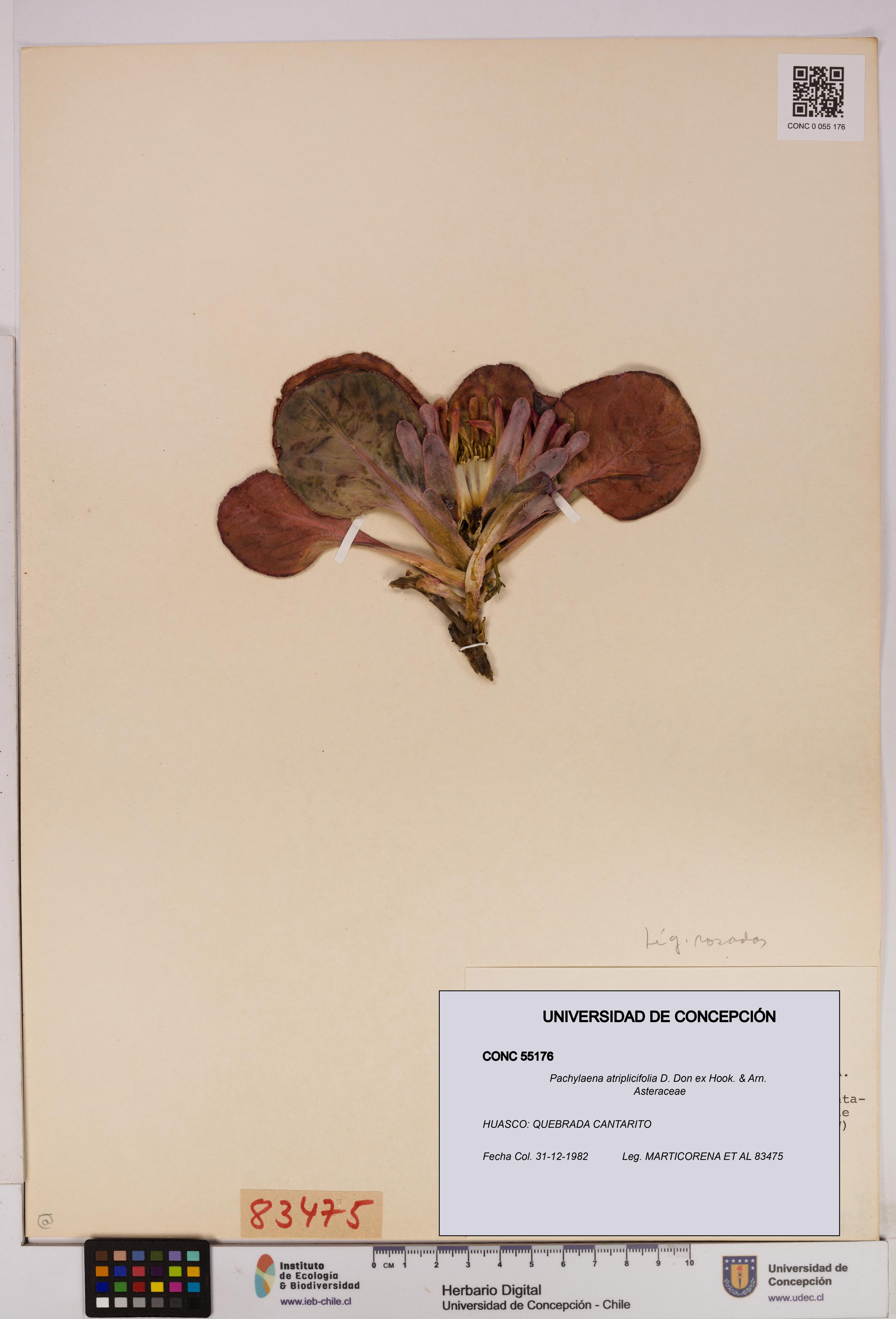 Pachylaena atriplicifolia [Espécimen: ]