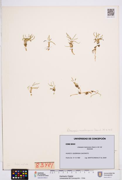 Lilaeopsis macloviana [Espécimen: ]