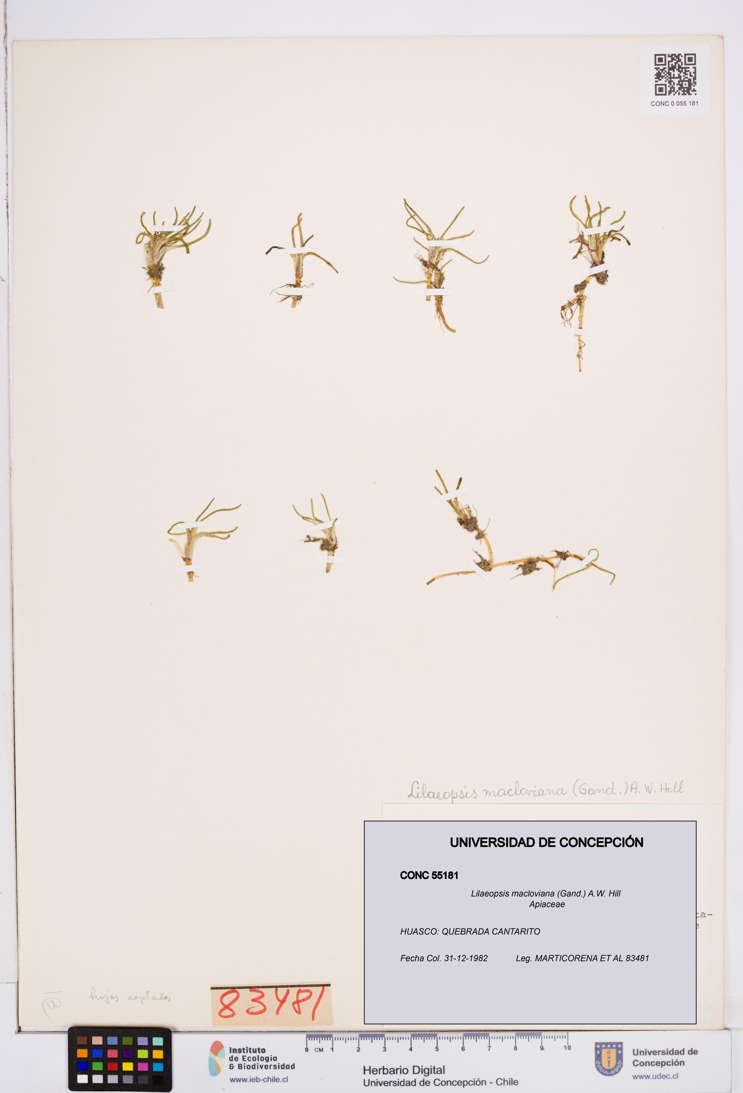 Lilaeopsis macloviana [Espécimen: ]