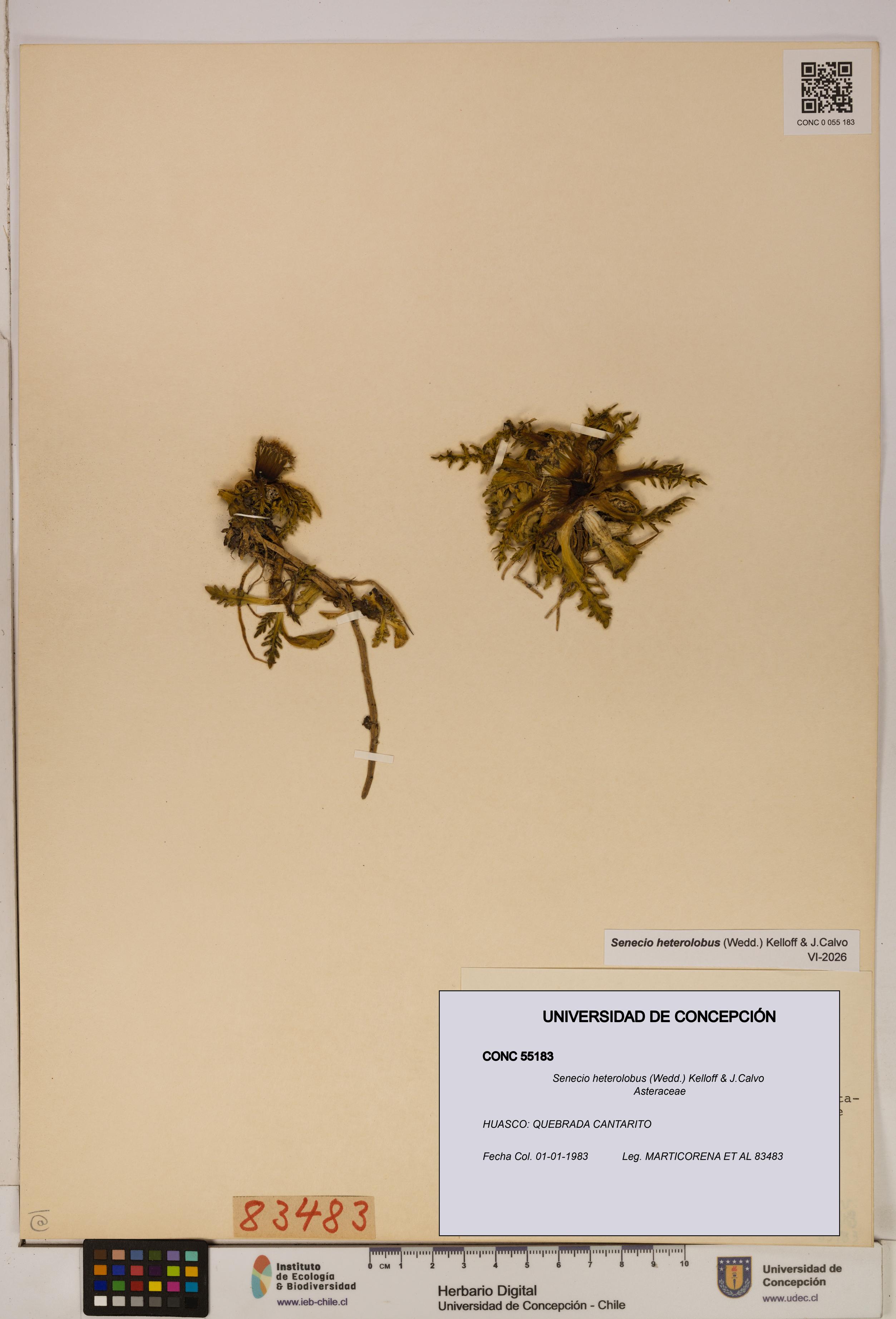 Senecio heterolobus [Espécimen: ]