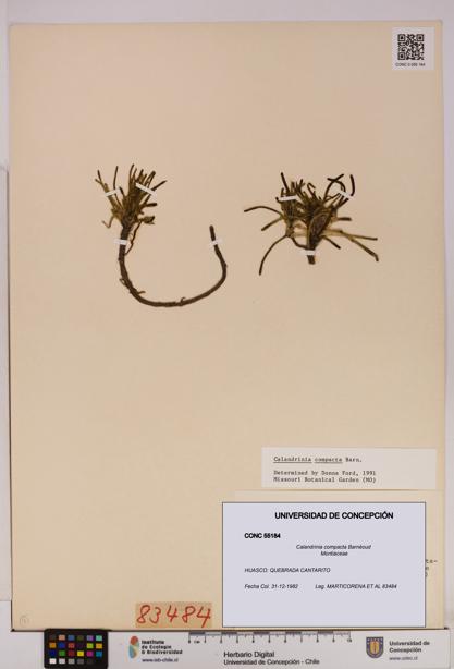 Calandrinia compacta [Espécimen: UDEC:CONC:0055184]