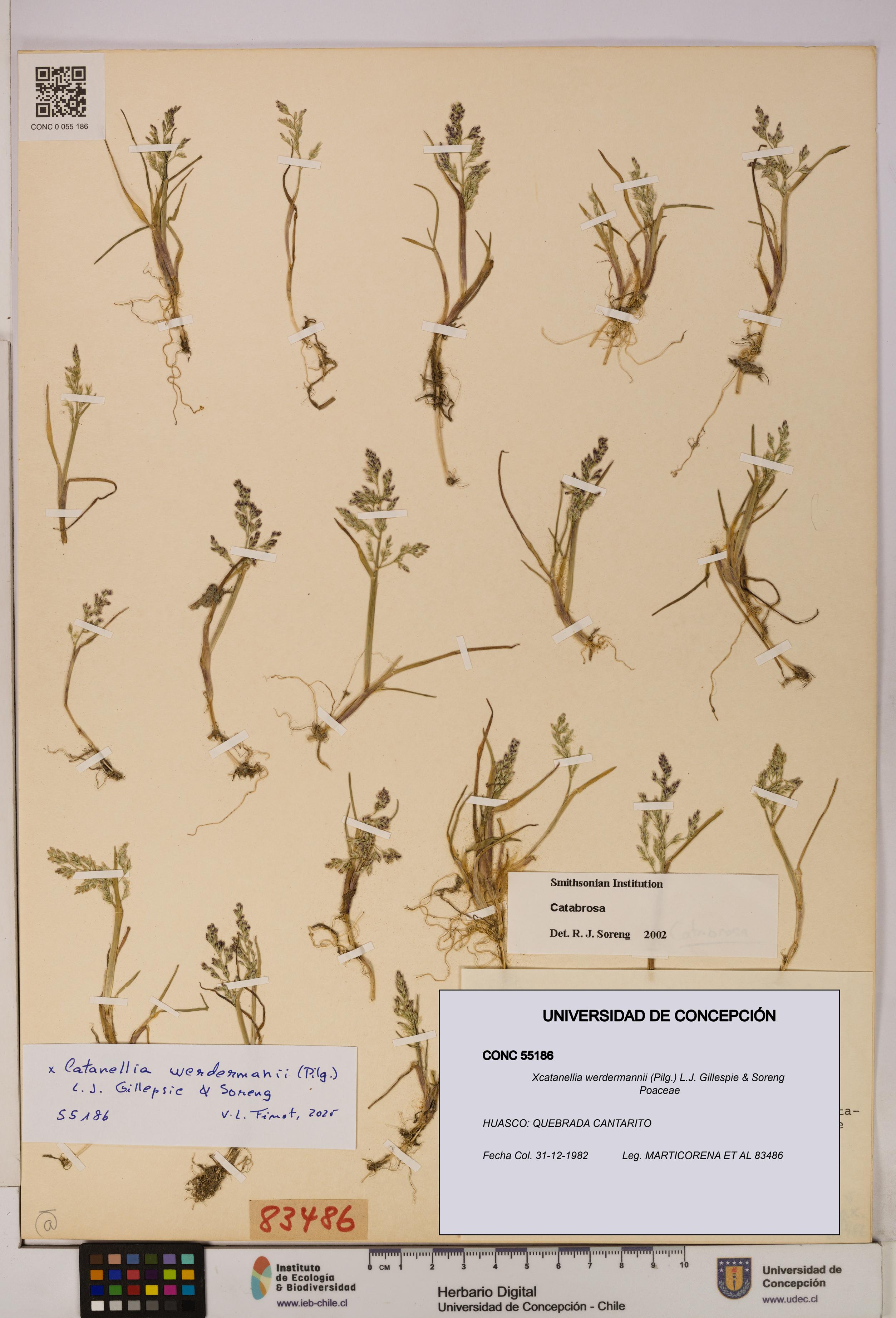 Xcatanellia werdermannii [Espécimen: UDEC:CONC:0055186]