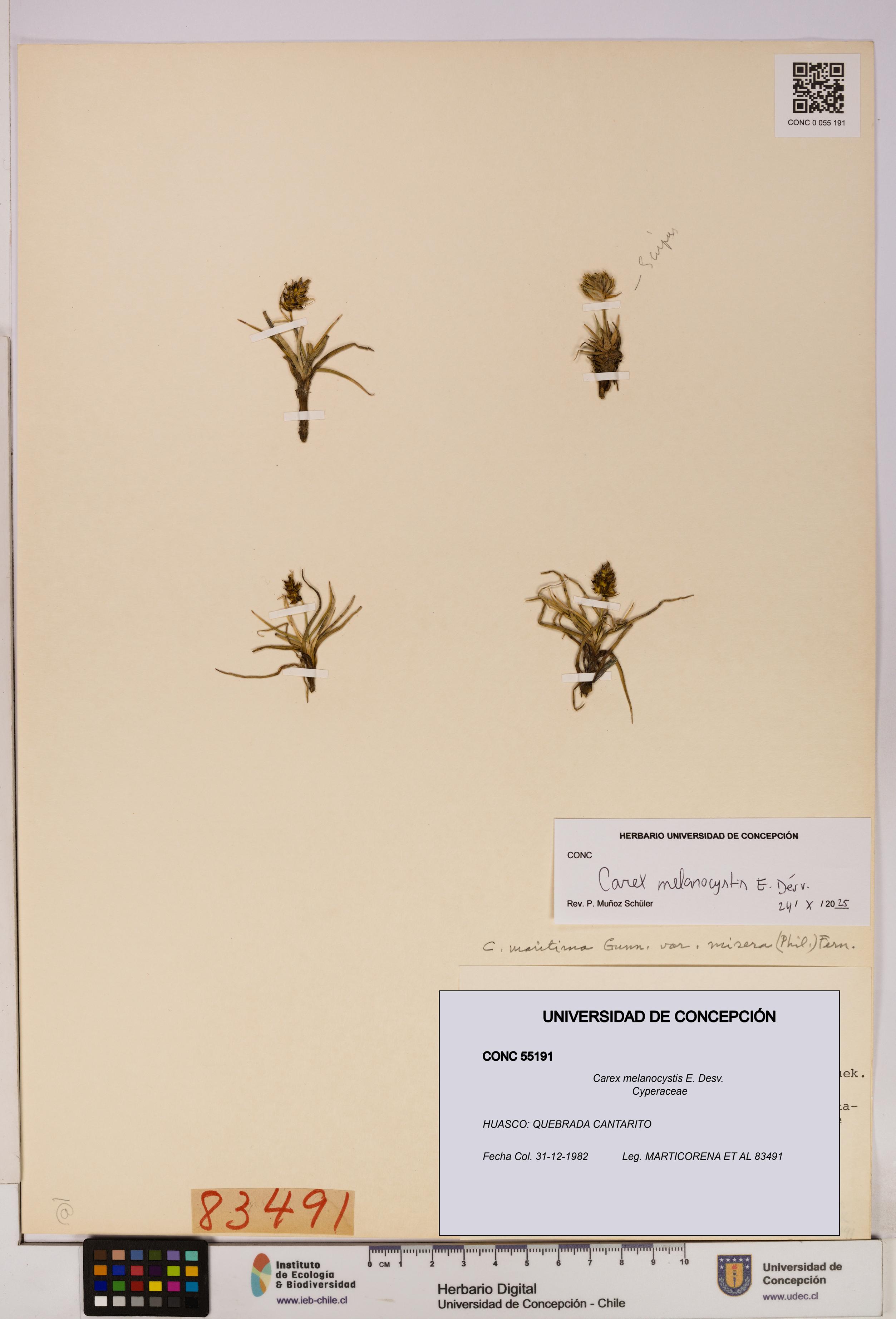 Carex melanocystis [Espécimen: UDEC:CONC:0055191]