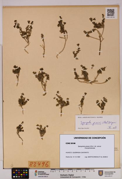Spergularia pissisii [Espécimen: UDEC:CONC:0055196]