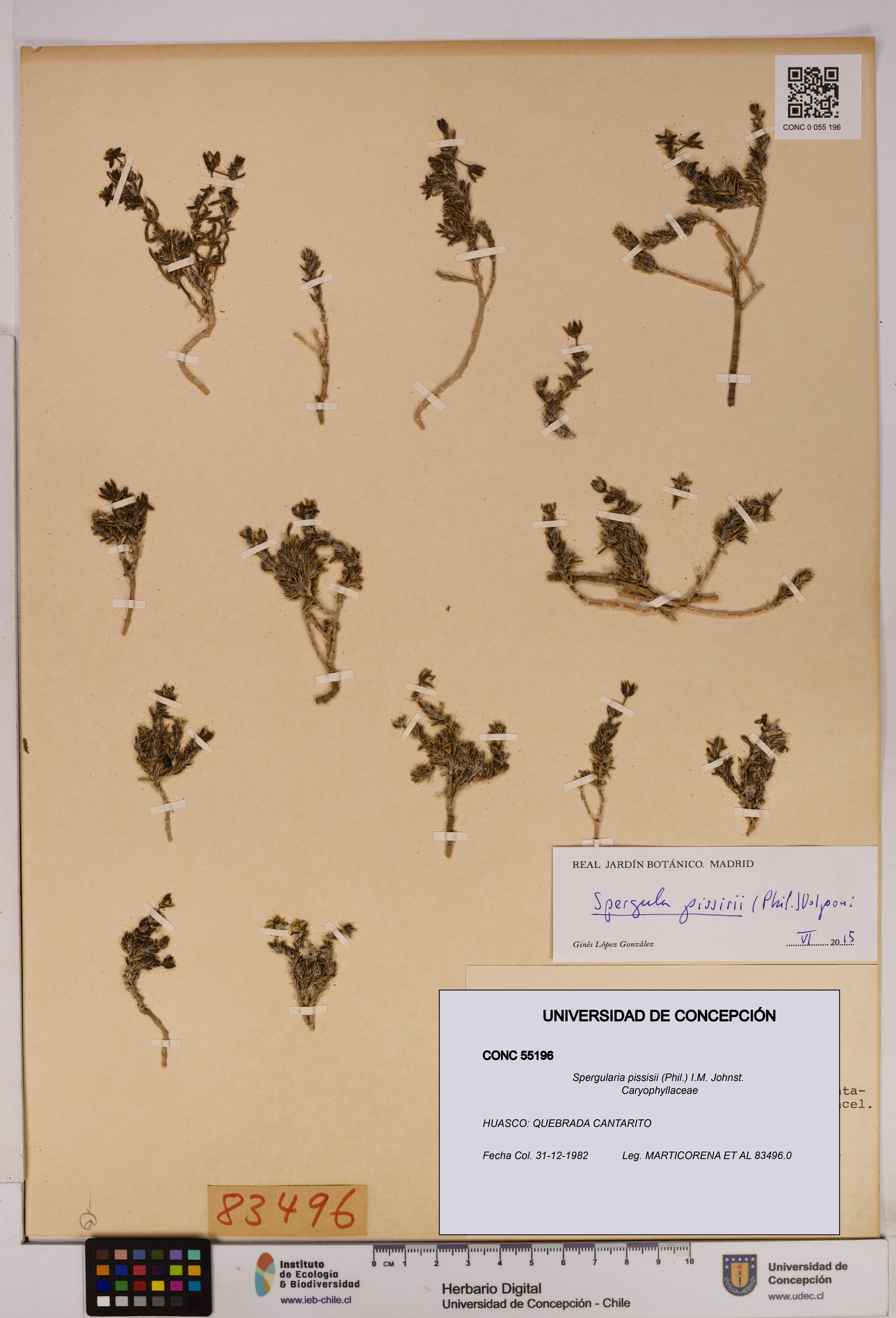 Spergularia pissisii [Espécimen: UDEC:CONC:0055196]
