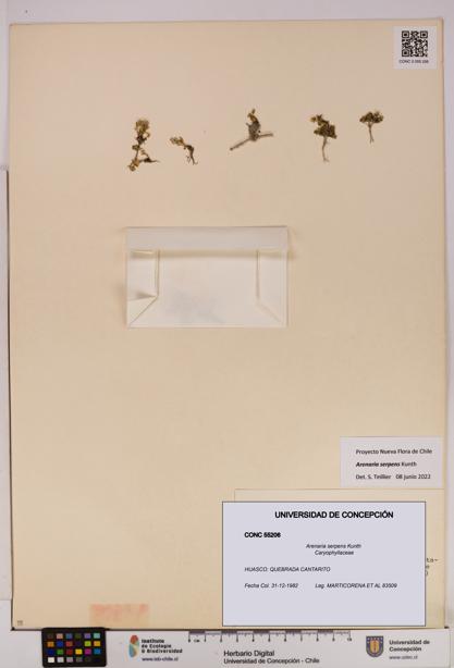 Arenaria serpens [Espécimen: UDEC:CONC:0055206]