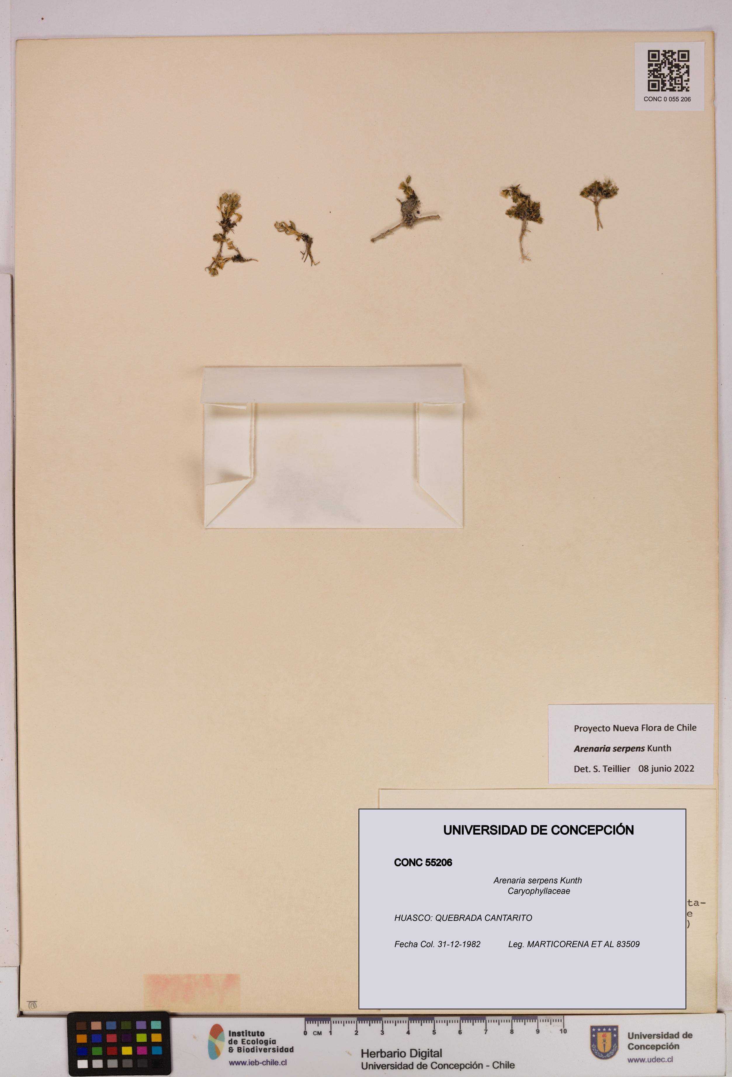 Arenaria serpens [Espécimen: UDEC:CONC:0055206]