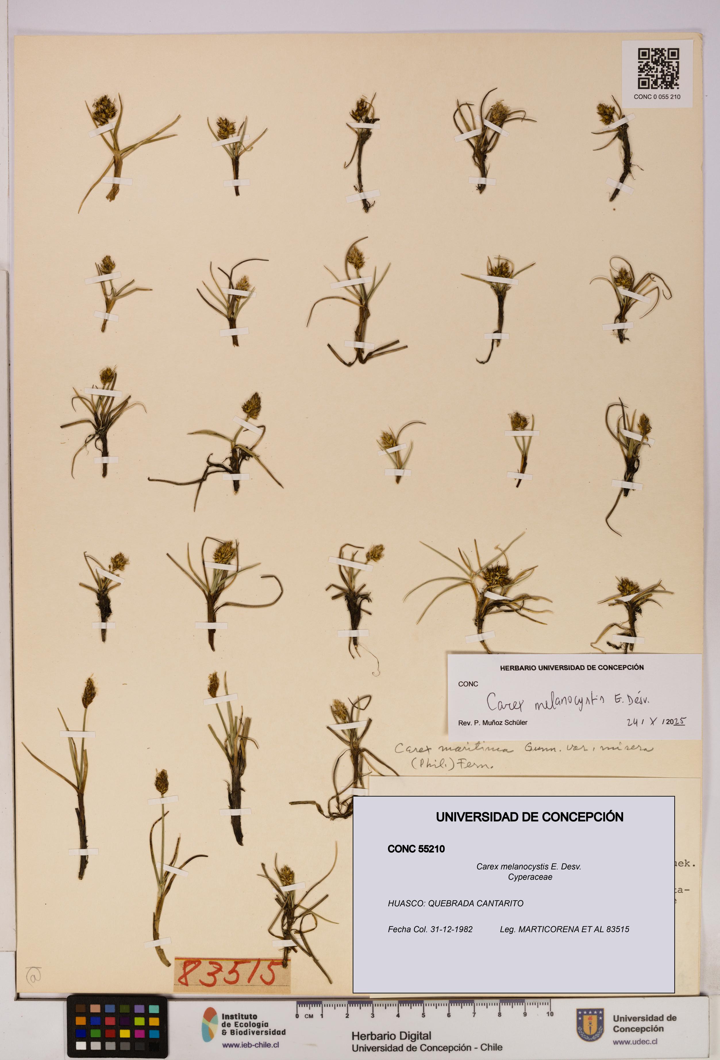 Carex melanocystis [Espécimen: UDEC:CONC:0055210]