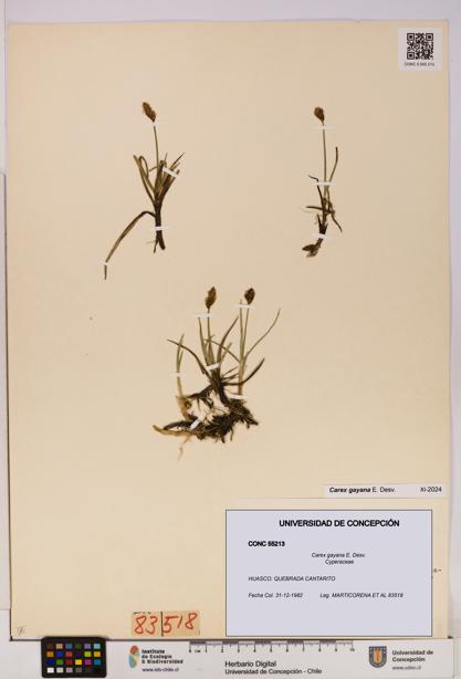 Carex gayana [Espécimen: UDEC:CONC:0055213]