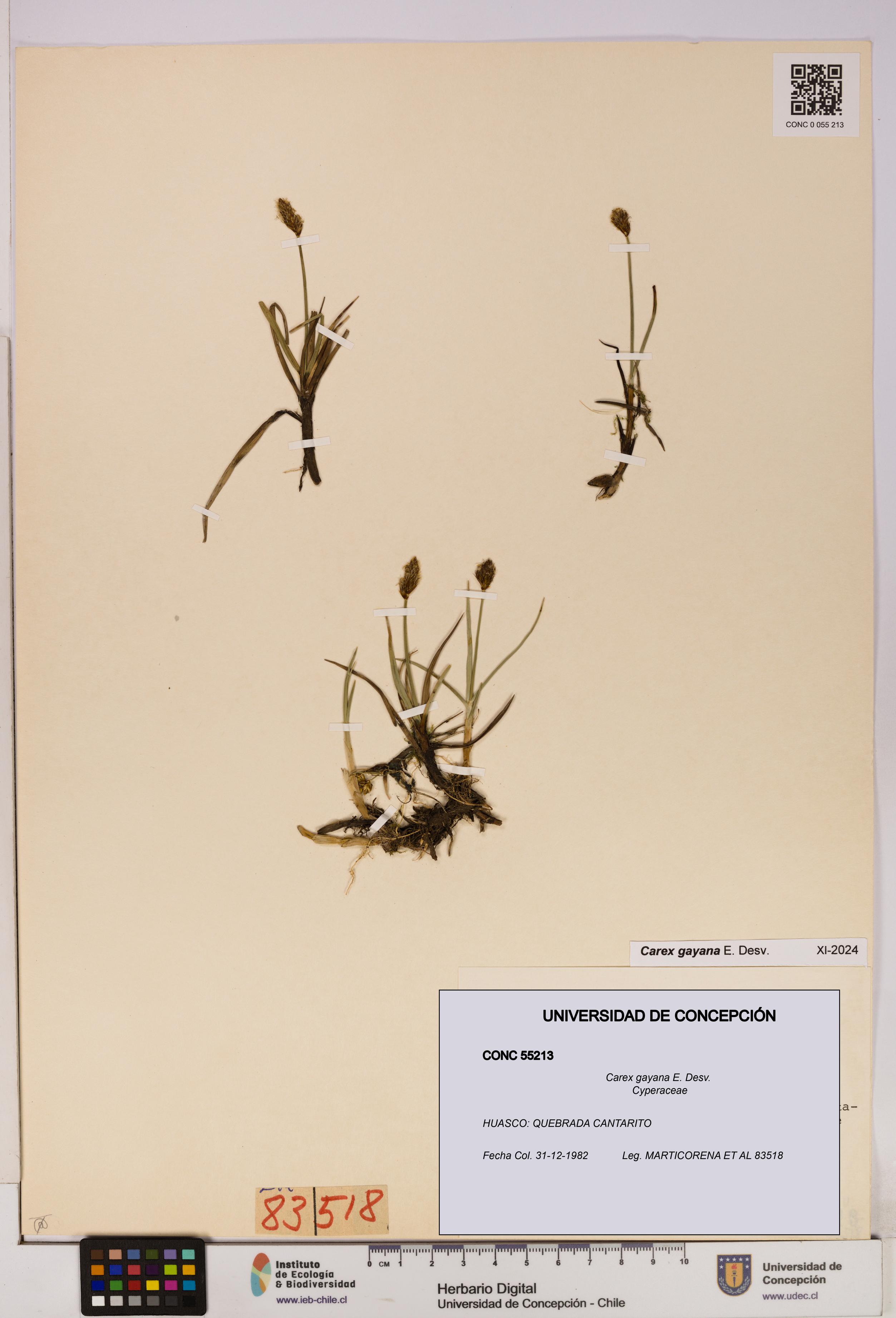 Carex gayana [Espécimen: UDEC:CONC:0055213]