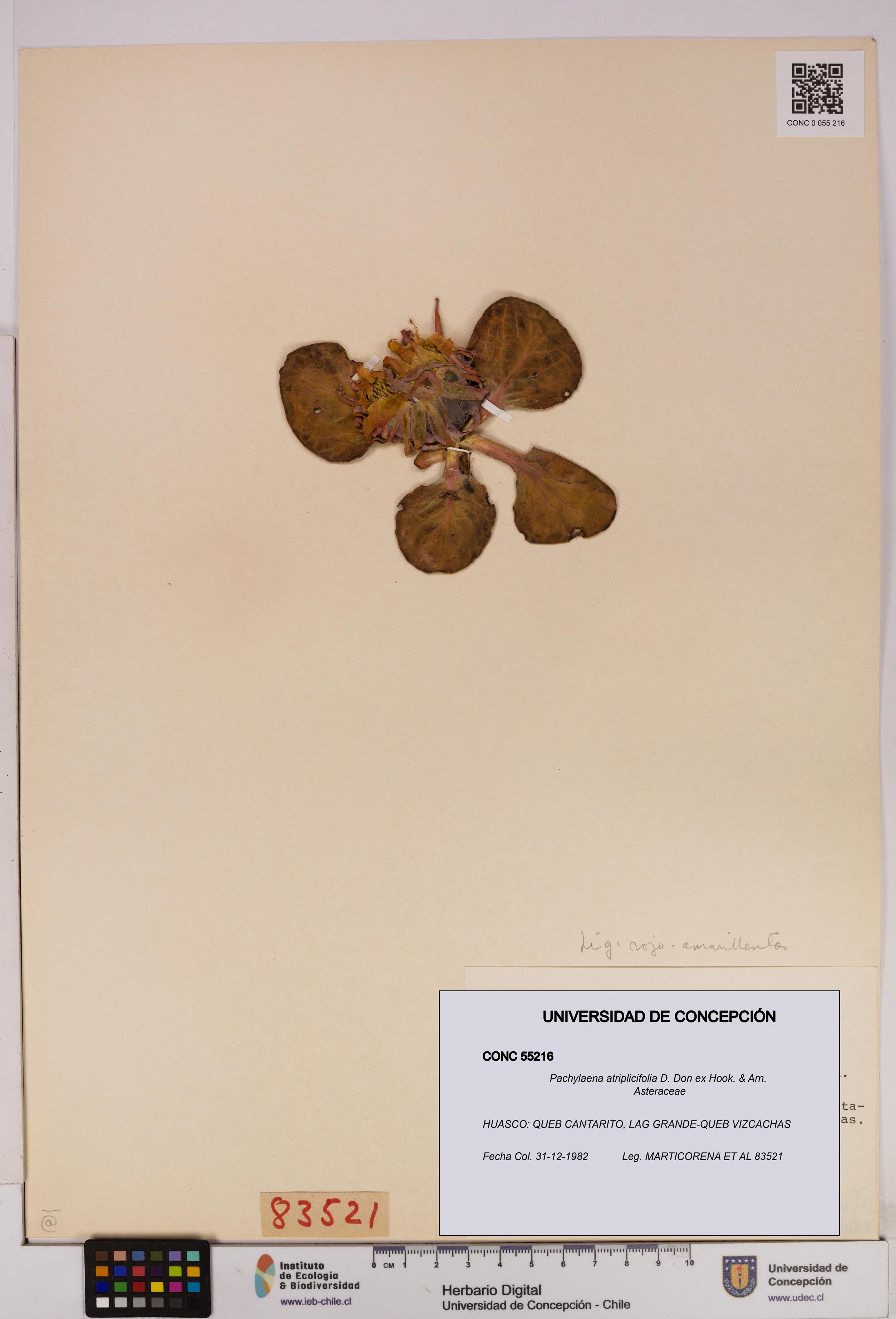 Pachylaena atriplicifolia [Espécimen: ]
