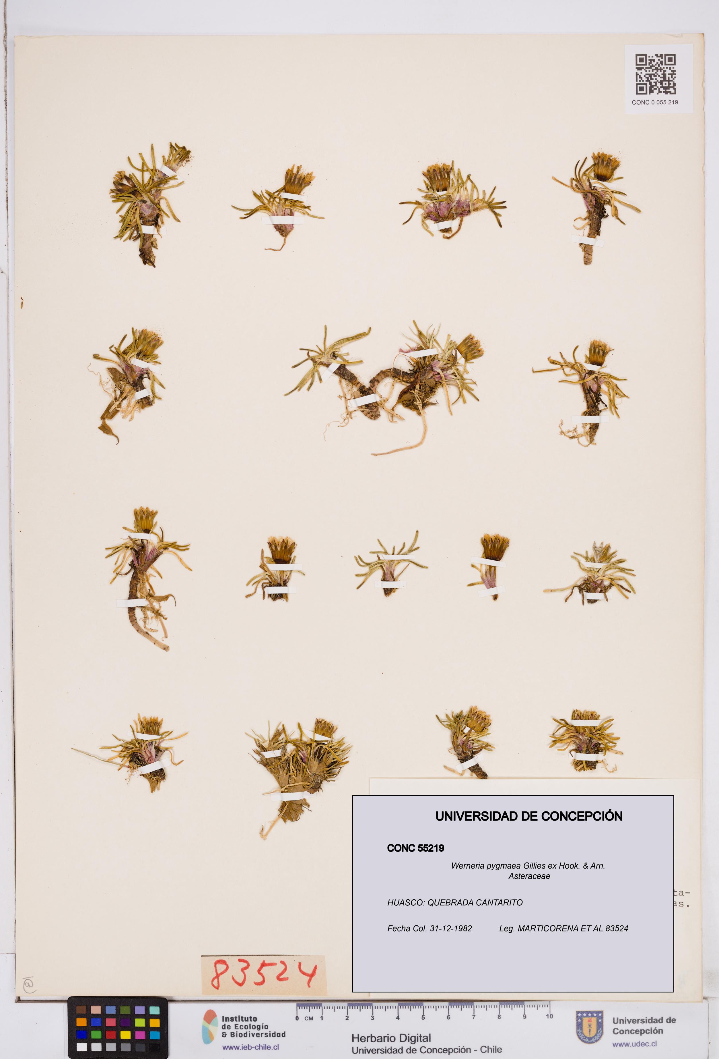 Werneria pygmaea [Espécimen: ]