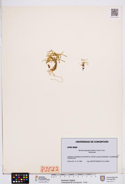 Werneria pygmaea [Espécimen: ]