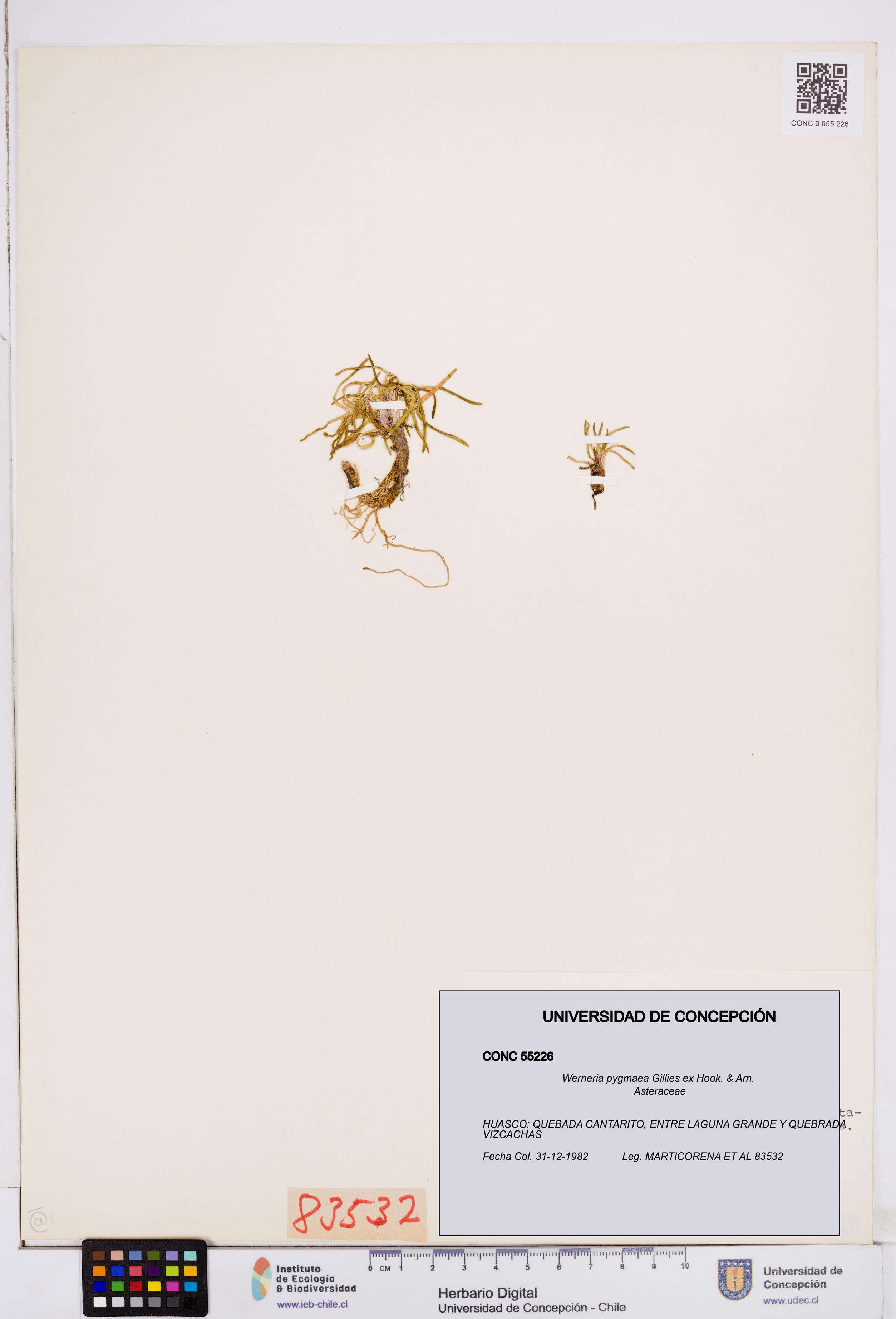 Werneria pygmaea [Espécimen: ]