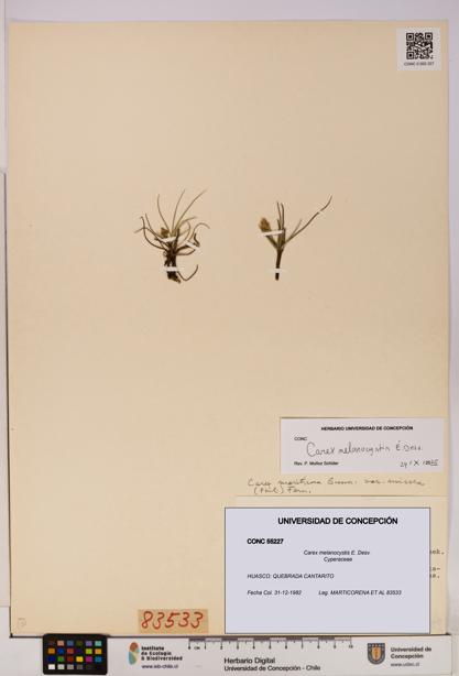 Carex melanocystis [Espécimen: UDEC:CONC:0055227]