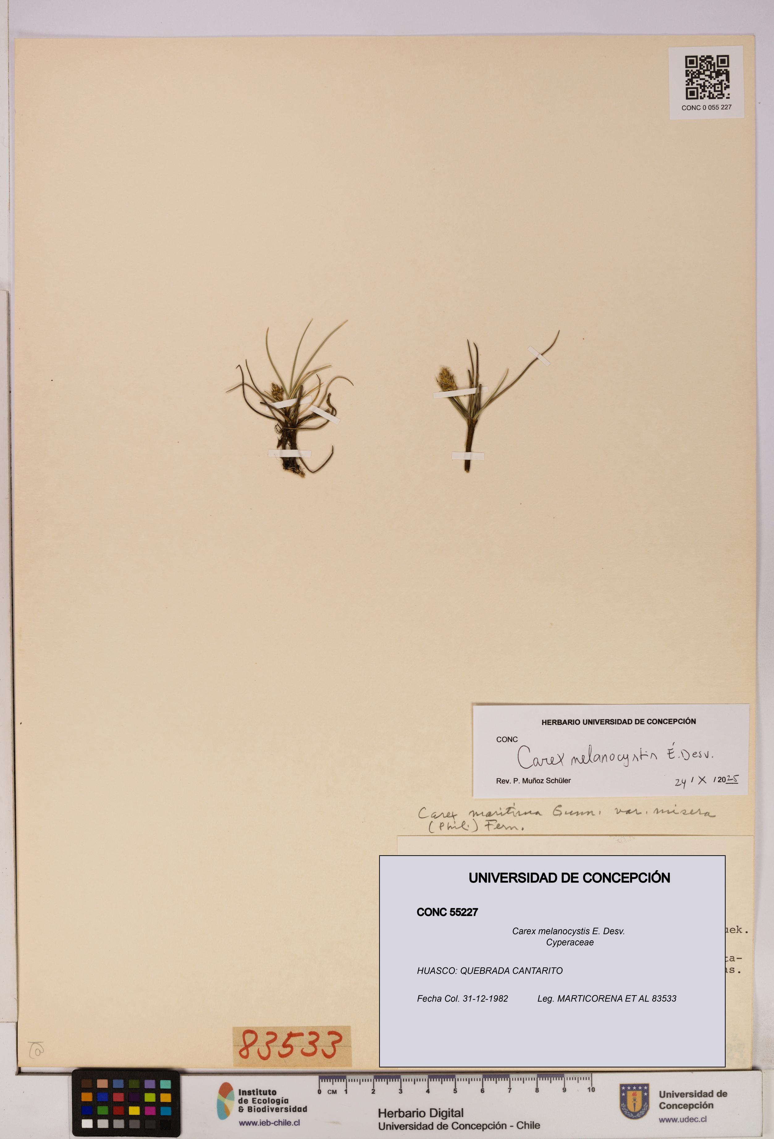 Carex melanocystis [Espécimen: UDEC:CONC:0055227]