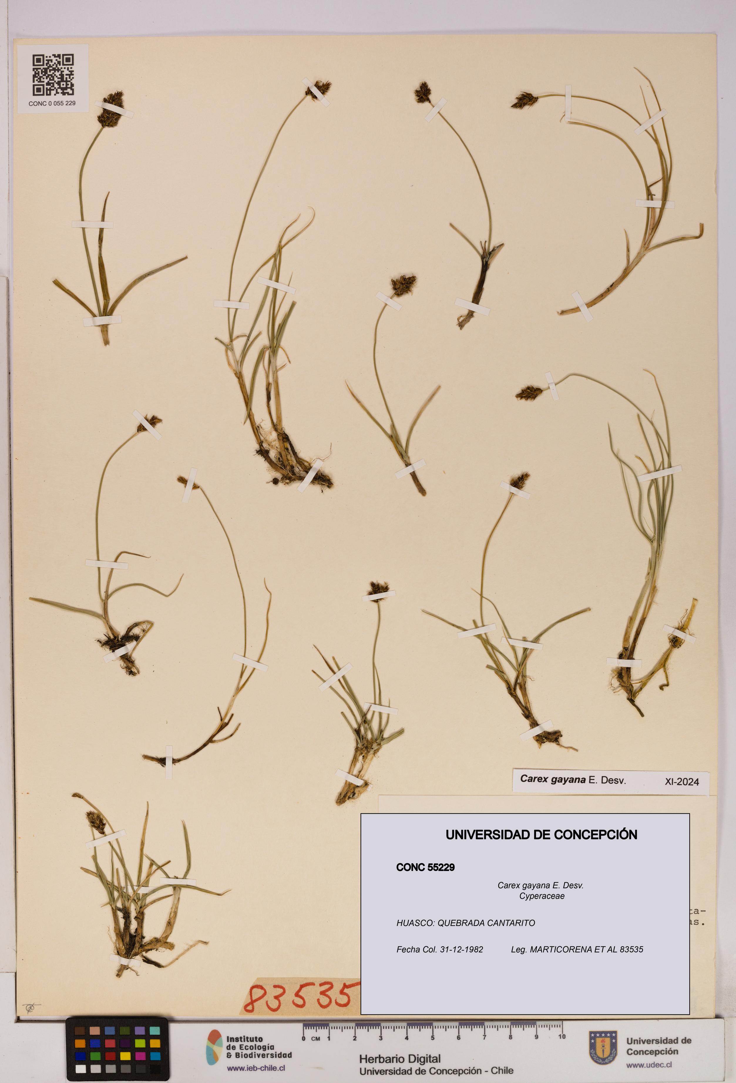 Carex gayana [Espécimen: UDEC:CONC:0055229]