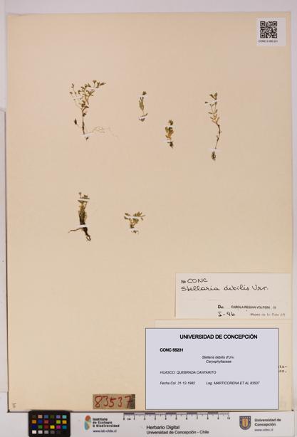 Stellaria debilis [Espécimen: UDEC:CONC:0055231]