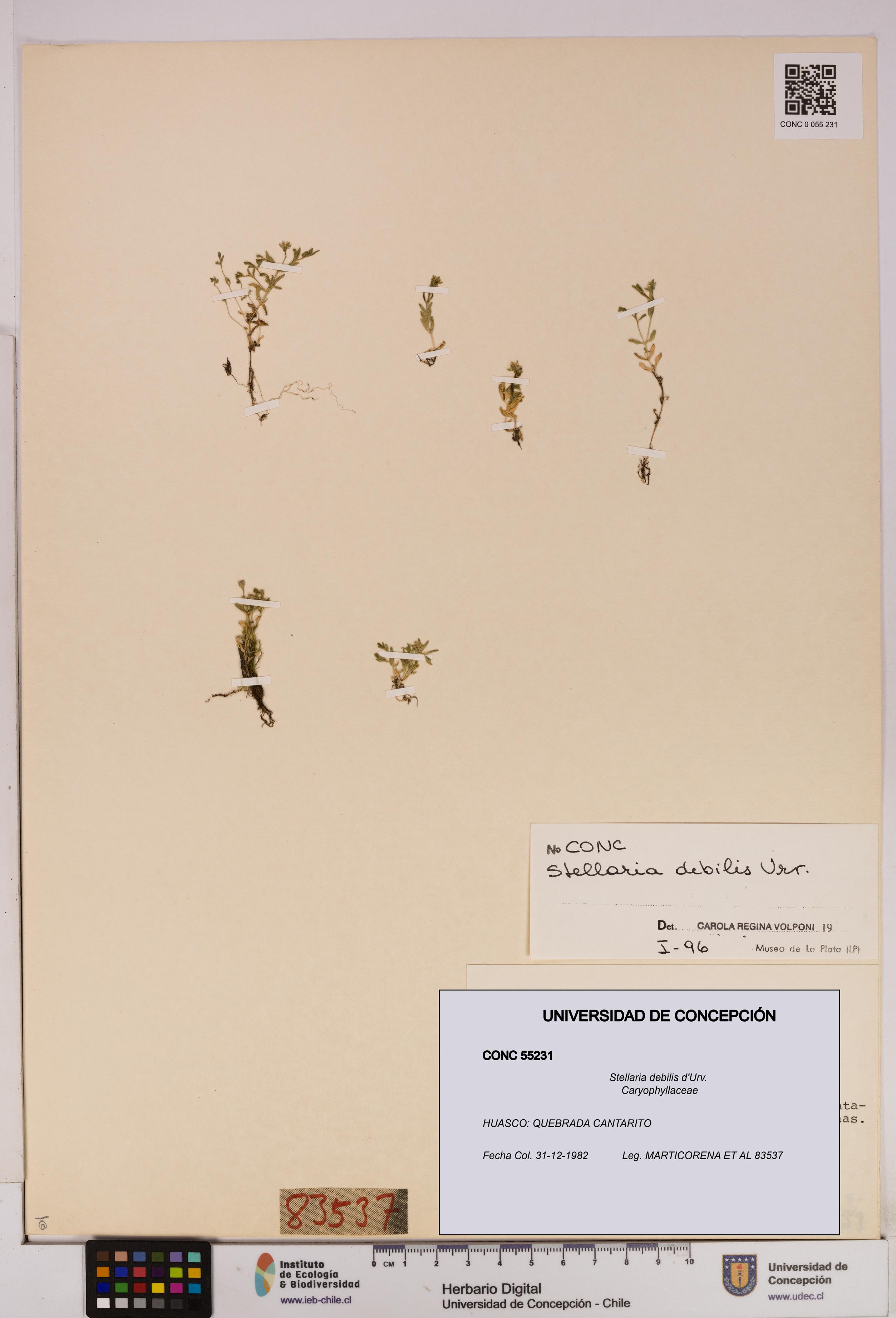 Stellaria debilis [Espécimen: UDEC:CONC:0055231]