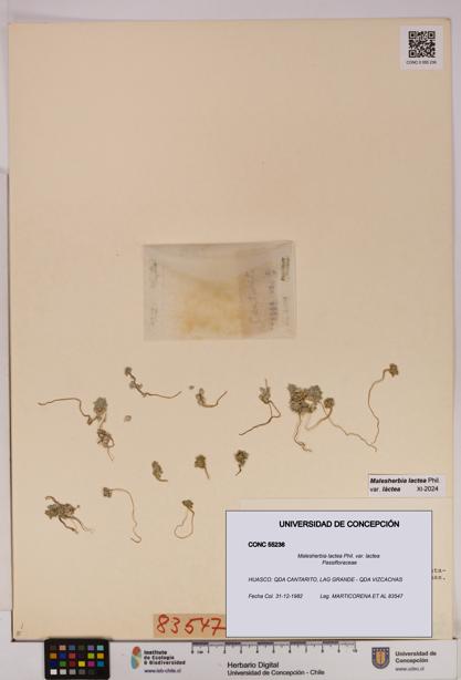 Malesherbia lactea var. lactea [Espécimen: UDEC:CONC:0055236]