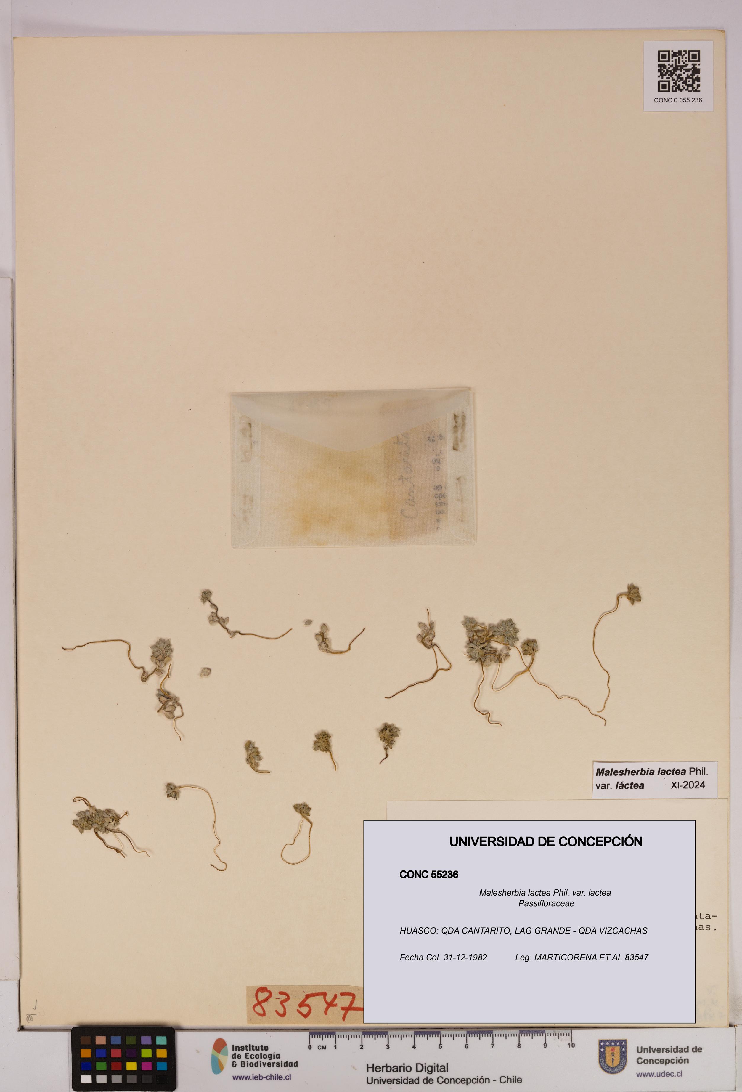 Malesherbia lactea var. lactea [Espécimen: UDEC:CONC:0055236]