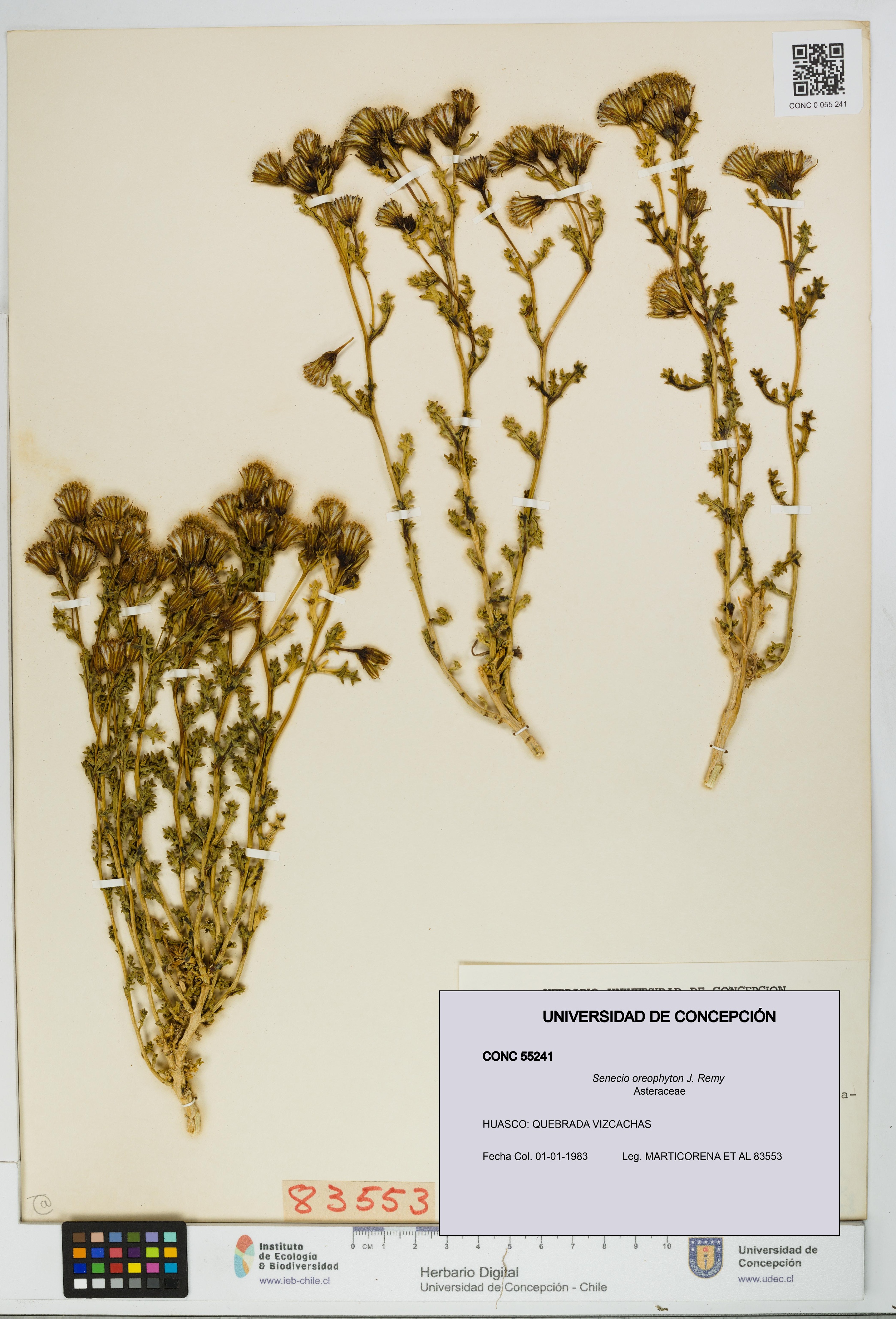 Senecio oreophyton [Espécimen: UDEC:CONC:0055241]