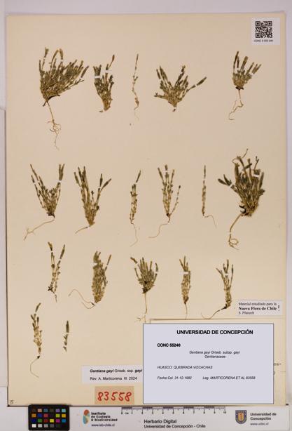 Gentiana gayi subsp. gayi [Espécimen: UDEC:CONC:0055246]