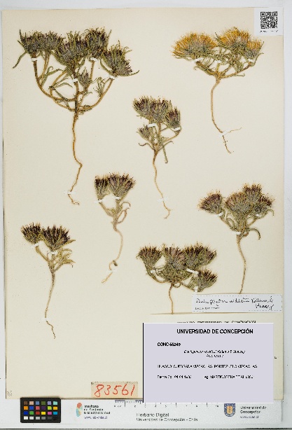 Doniophyton weddellii [Espécimen: UDEC:CONC:0055249]
