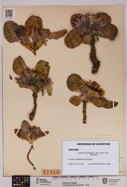 Pachylaena atriplicifolia [Espécimen: ]