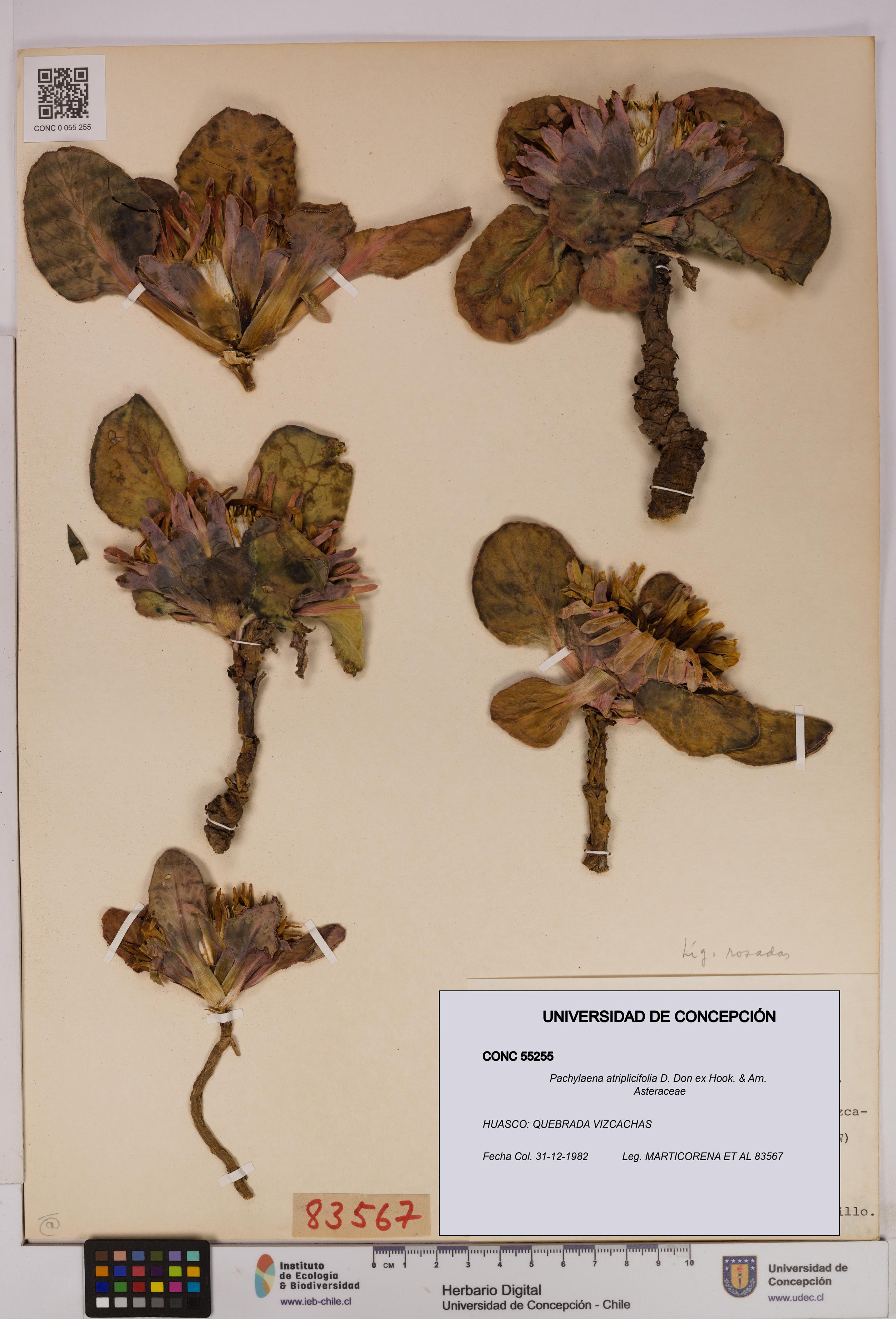 Pachylaena atriplicifolia [Espécimen: ]