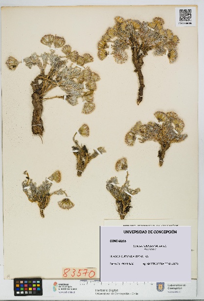 Senecio tinctolobus [Espécimen: UDEC:CONC:0055258]