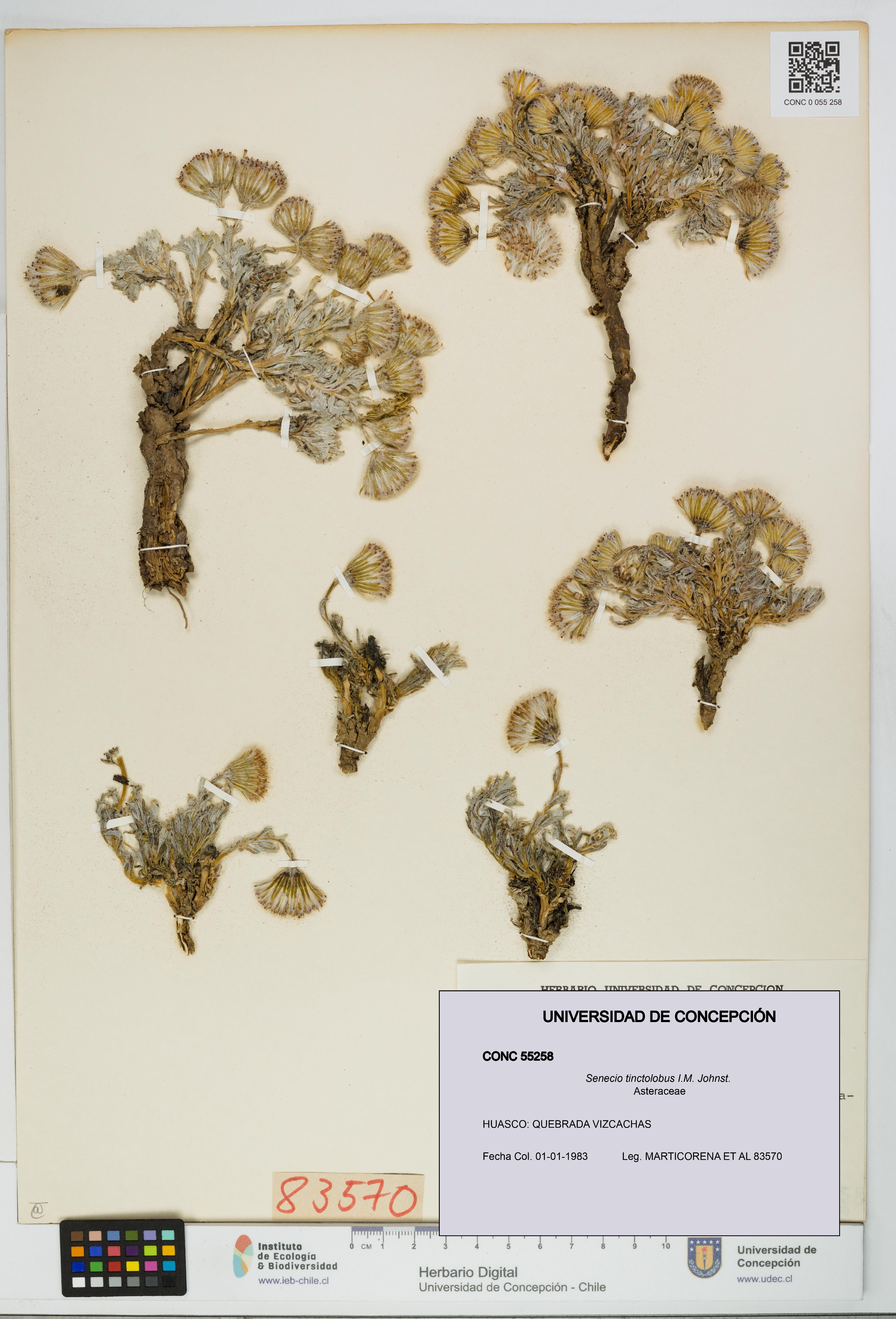 Senecio tinctolobus [Espécimen: UDEC:CONC:0055258]