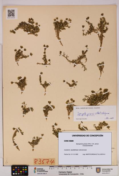 Spergularia pissisii [Espécimen: UDEC:CONC:0055260]