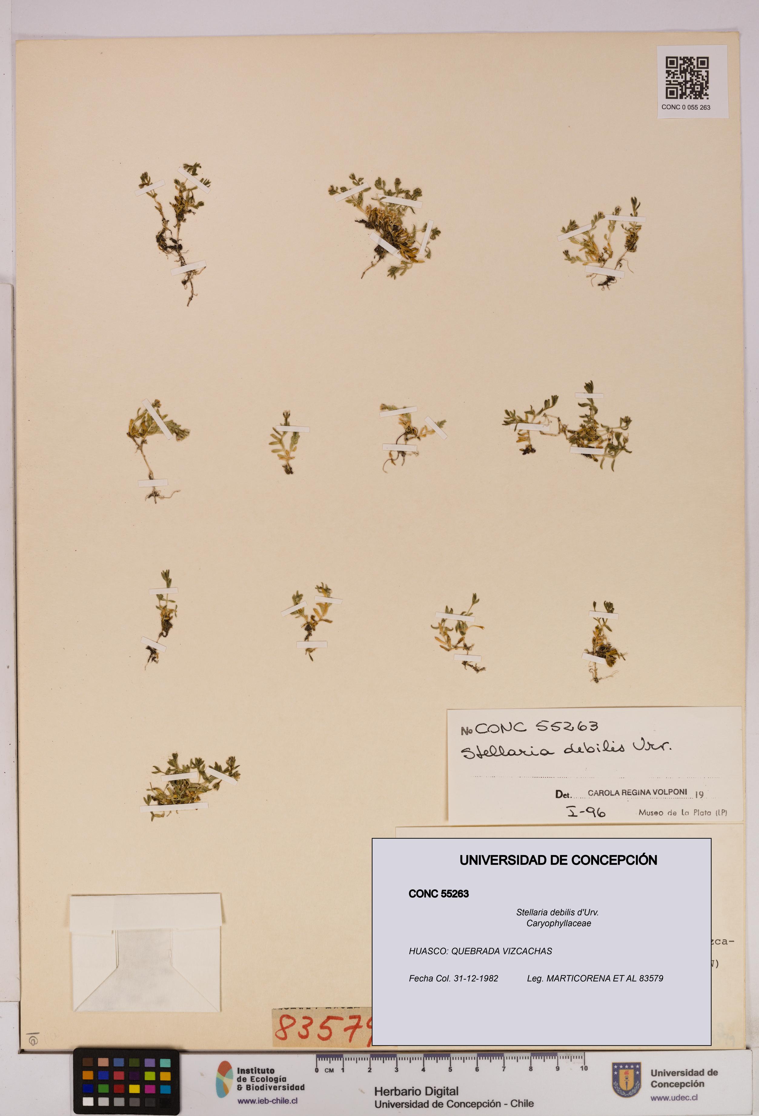Stellaria debilis [Espécimen: UDEC:CONC:0055263]