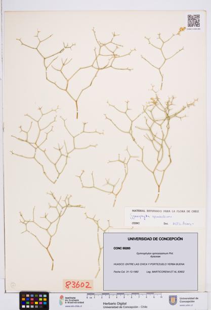 Gymnophyton spinosissimum [Espécimen: ]