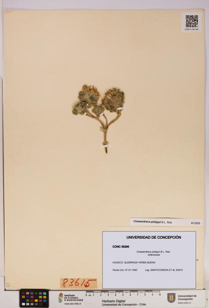 Chaetanthera philippii [Espécimen: UDEC:CONC:0055295]