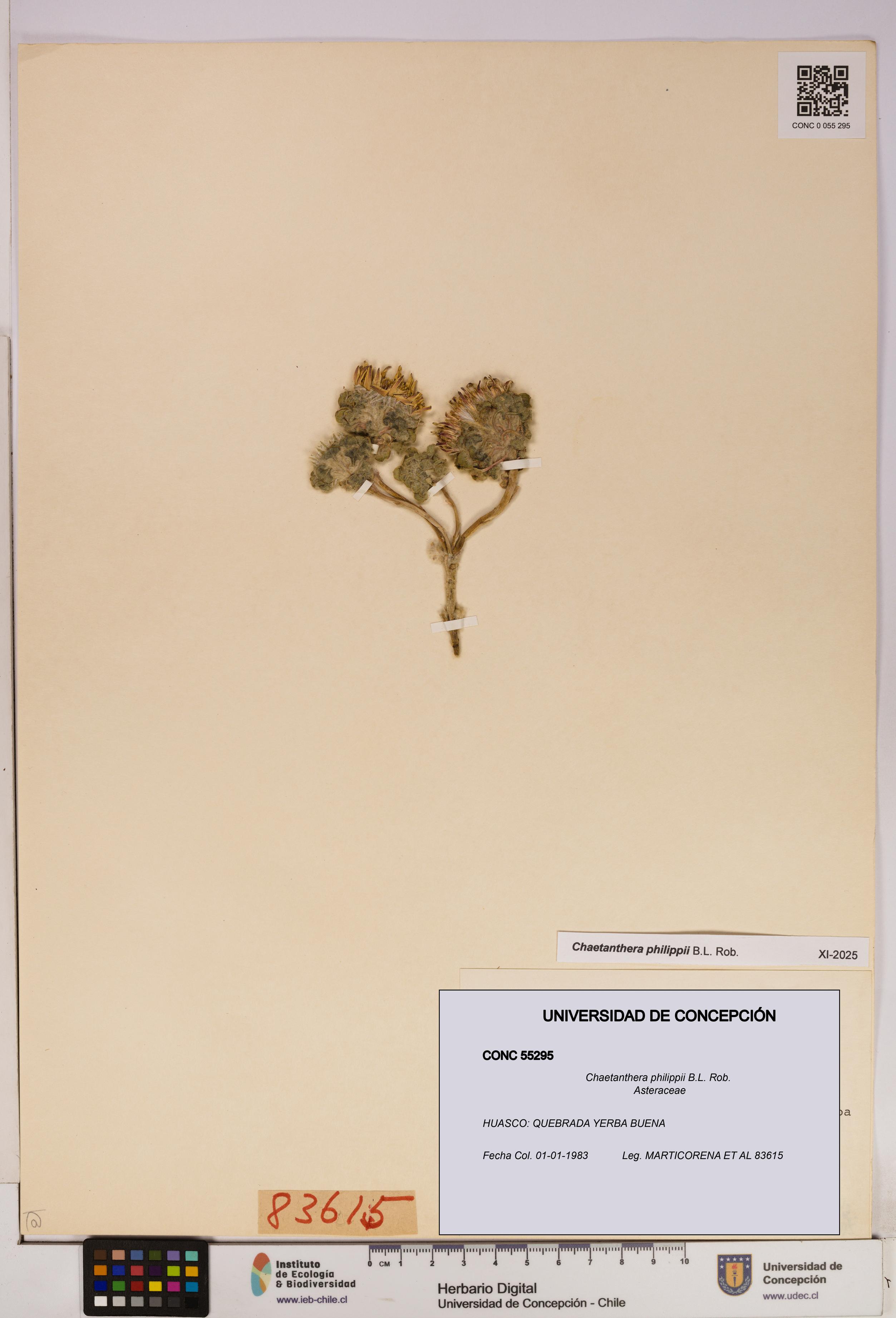 Chaetanthera philippii [Espécimen: UDEC:CONC:0055295]