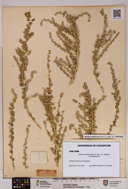 Atriplex imbricata [Espécimen: UDEC:CONC:0055298]
