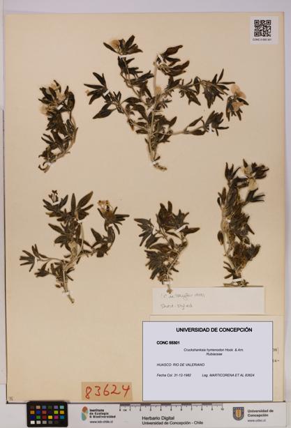 Cruckshanksia hymenodon [Espécimen: UDEC:CONC:0055301]