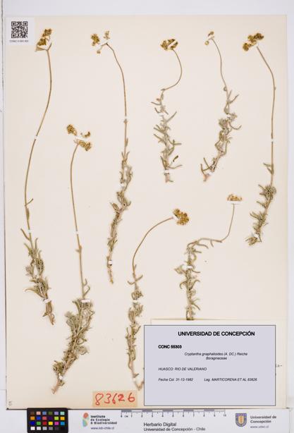 Cryptantha gnaphalioides [Espécimen: ]